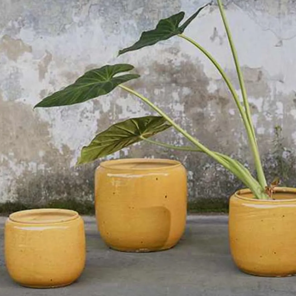 Flower Pot Costa M Honey