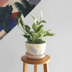 Flowerpot Splash