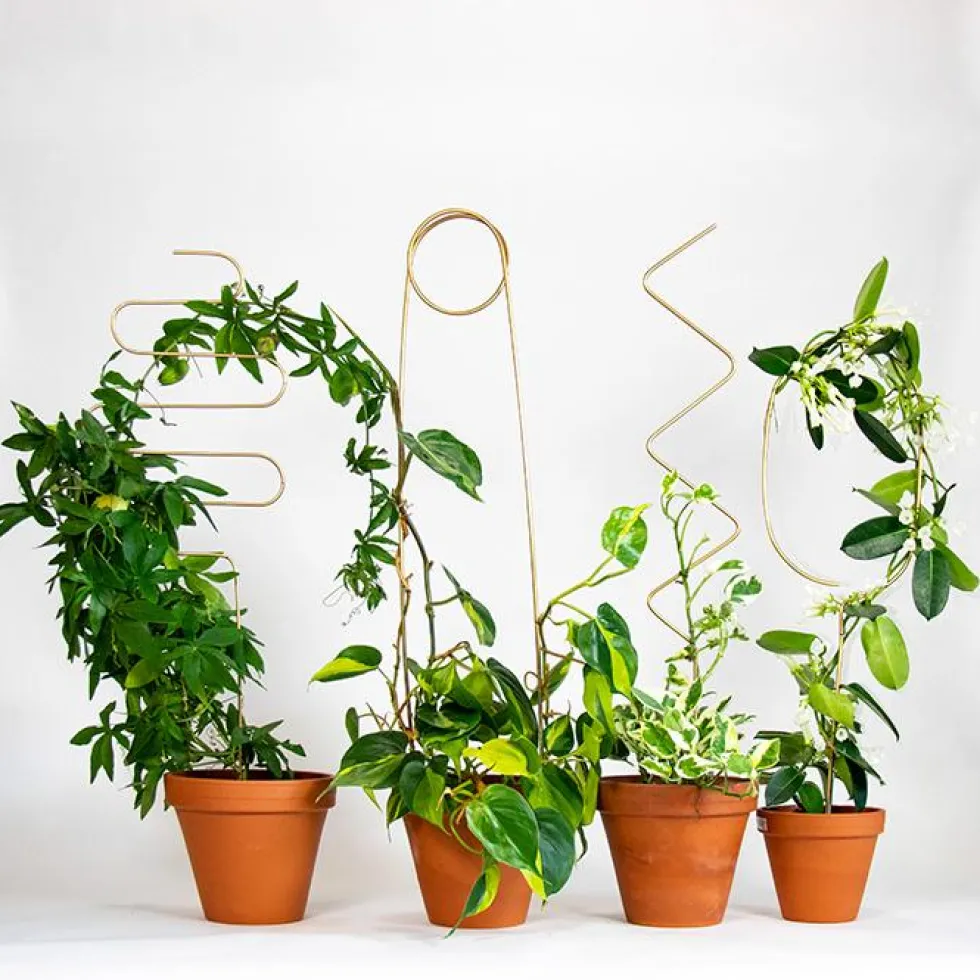 Golden Plant Stake Squiggle