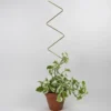 Golden Plant Stake ZigZag