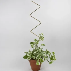 Golden Plant Stake ZigZag