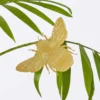 Plant Animal Bumblebee