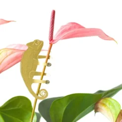 Plant Animal Chameleon