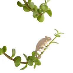 Plant Animal Chameleon