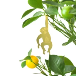 Plant Animal Chimpanzee