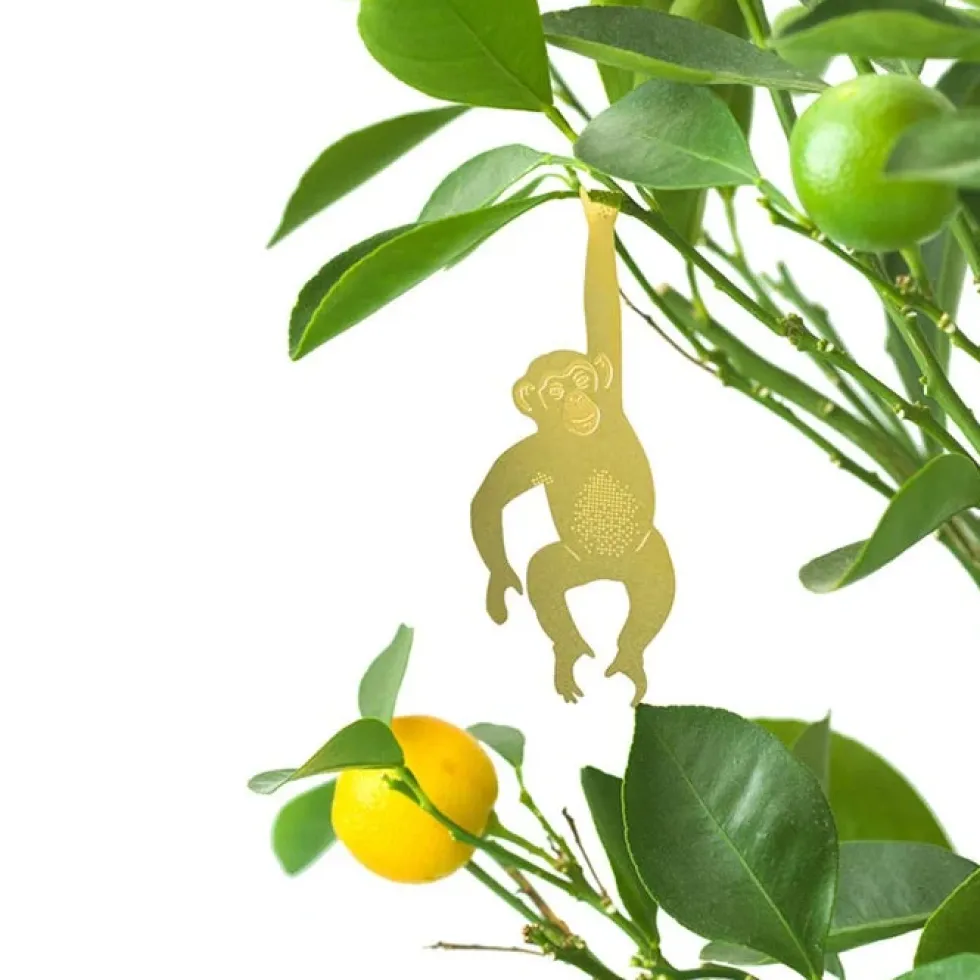 Plant Animal Chimpanzee