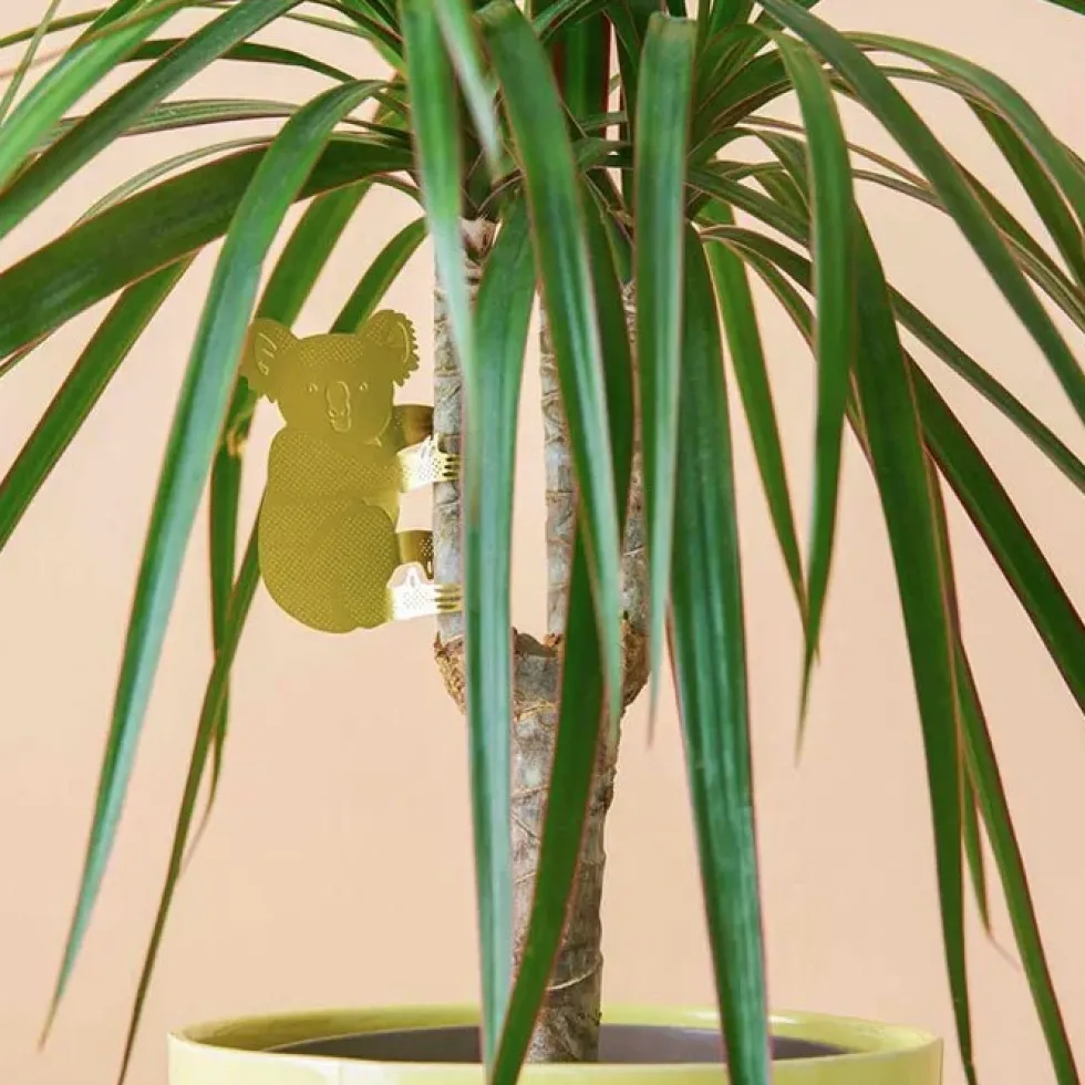 Plant Animal Koala