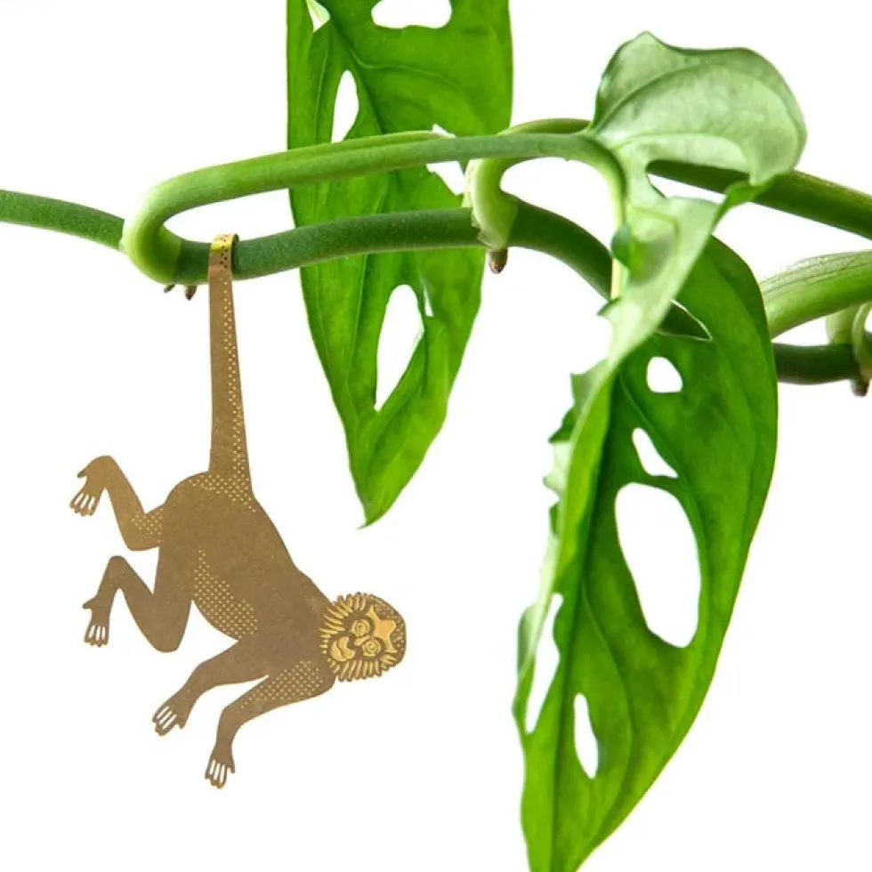 Plant Animal Spider Monkey