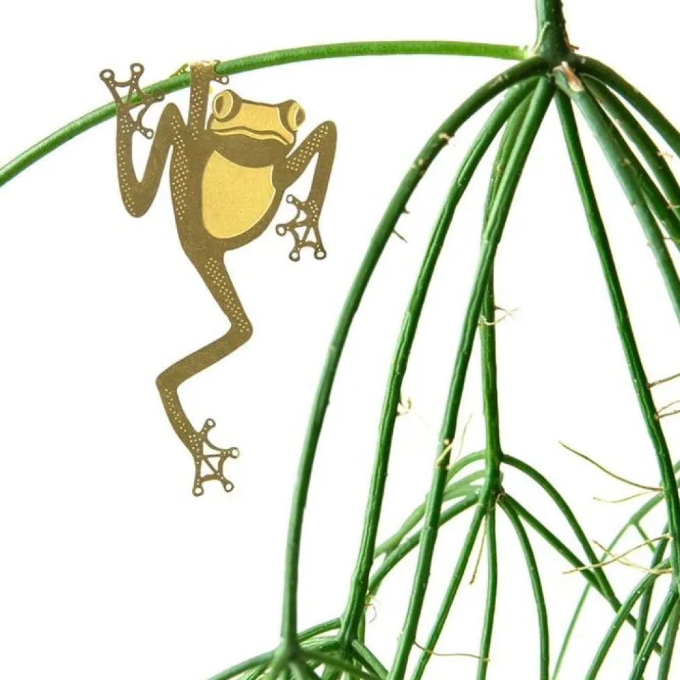 Plant Animal Tree Frog