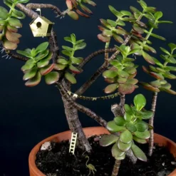 Tiny Birdhouse For Your Plants