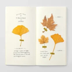 TRAVELER'S notebook Recambio 025 Papel Crema - Tamaño Regular