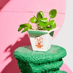 Vase Ramen Pot