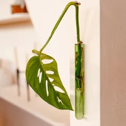 Walleaf Green (1 piece)