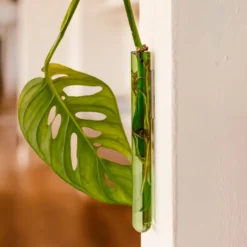 Walleaf Green (1 piece)