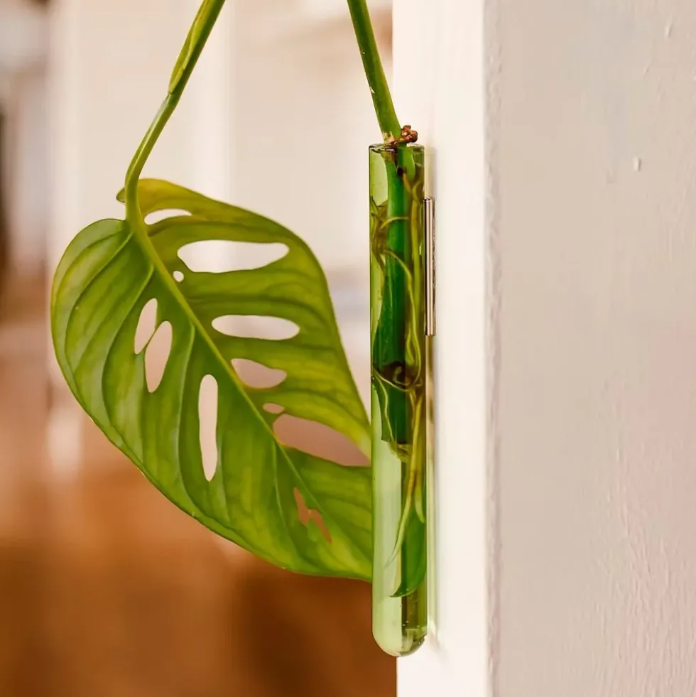 Walleaf Green (1 piece)