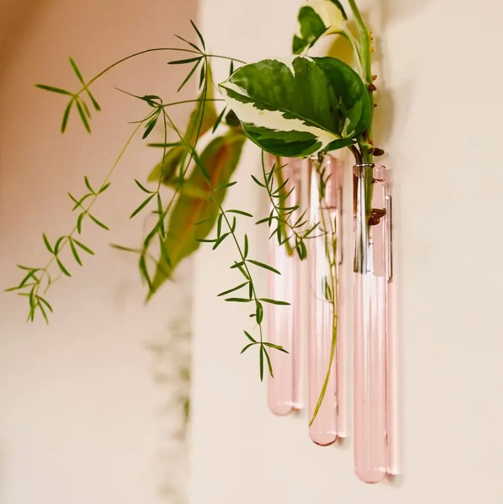 Walleaf Pink (set of 3)