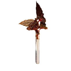 Walleaf Transparent (1 piece)