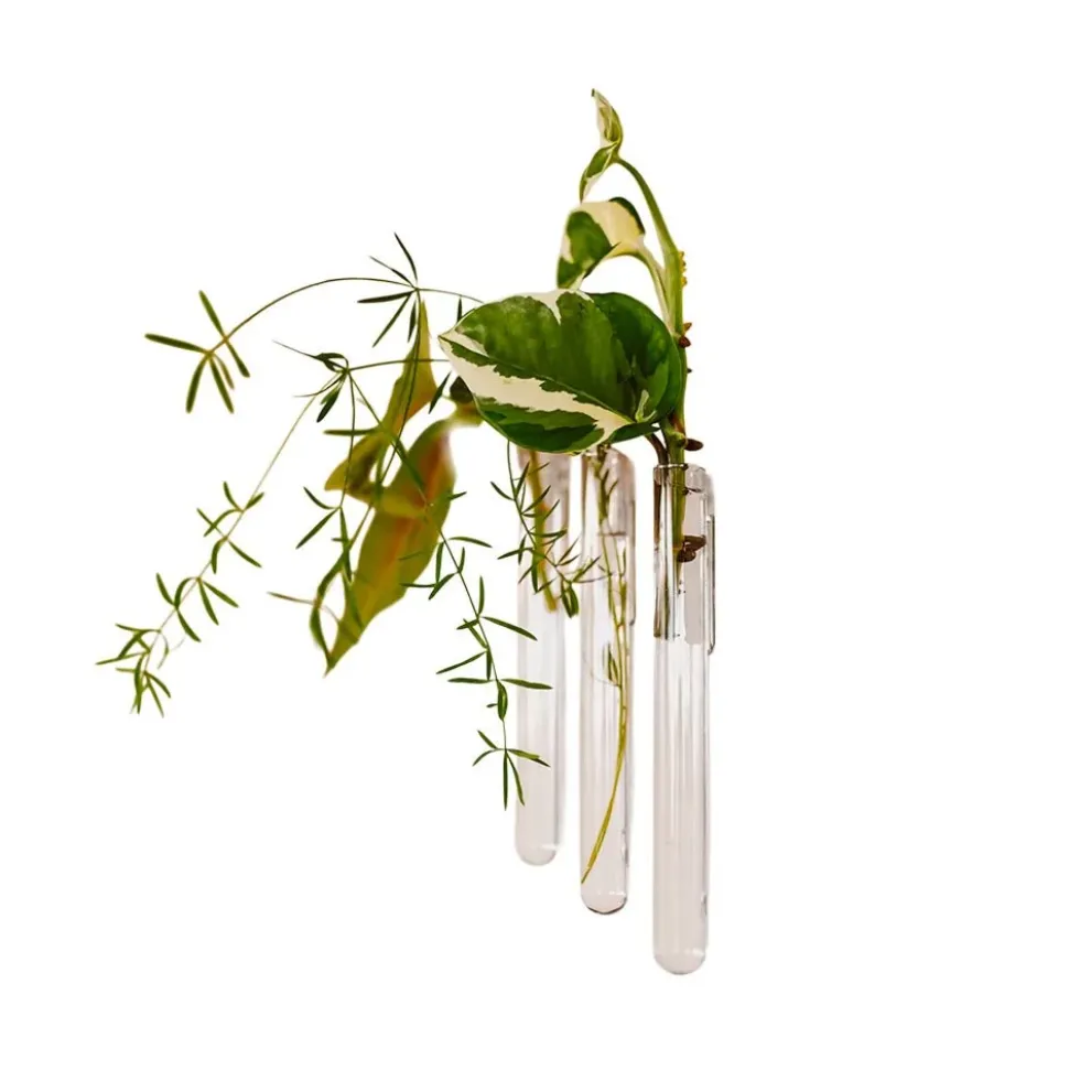 Walleaf Transparent (set of 3)